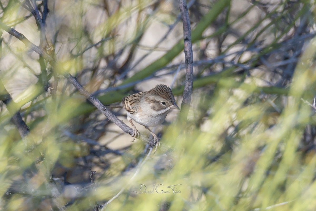 Brewer's Sparrow - Daniel  Garza Tobón