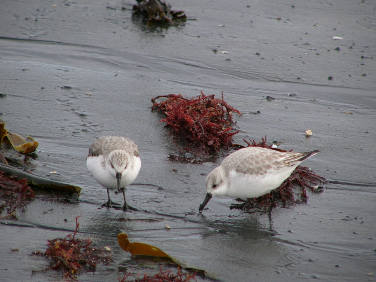 Txirri zuria - ML270625501