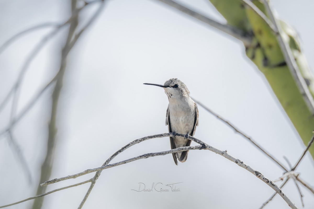 Costa's Hummingbird - ML270626061