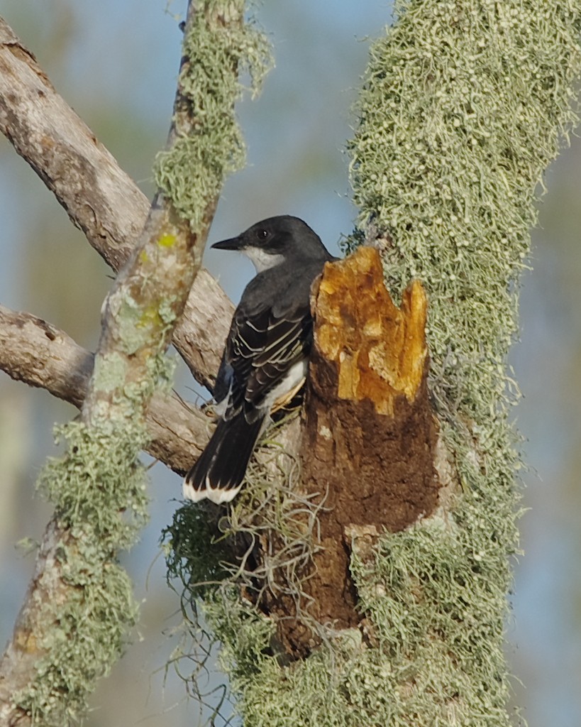 Eastern Kingbird - Stephen Mann