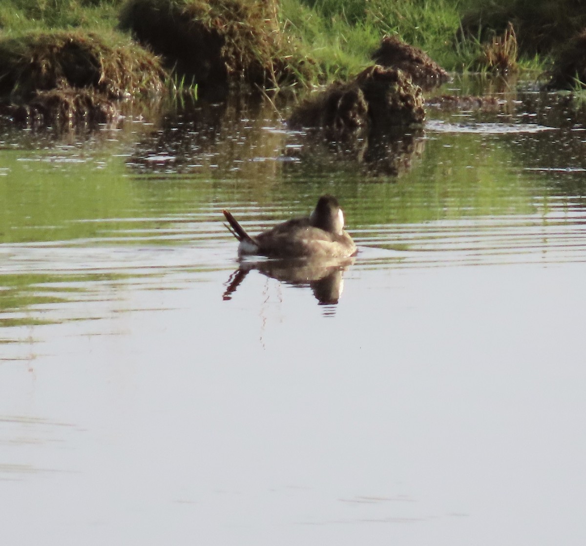 eBird Checklist - 12 Oct 2020 - Bay Center - 29 species