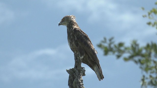 Black-chested Snake-Eagle - ML270627511