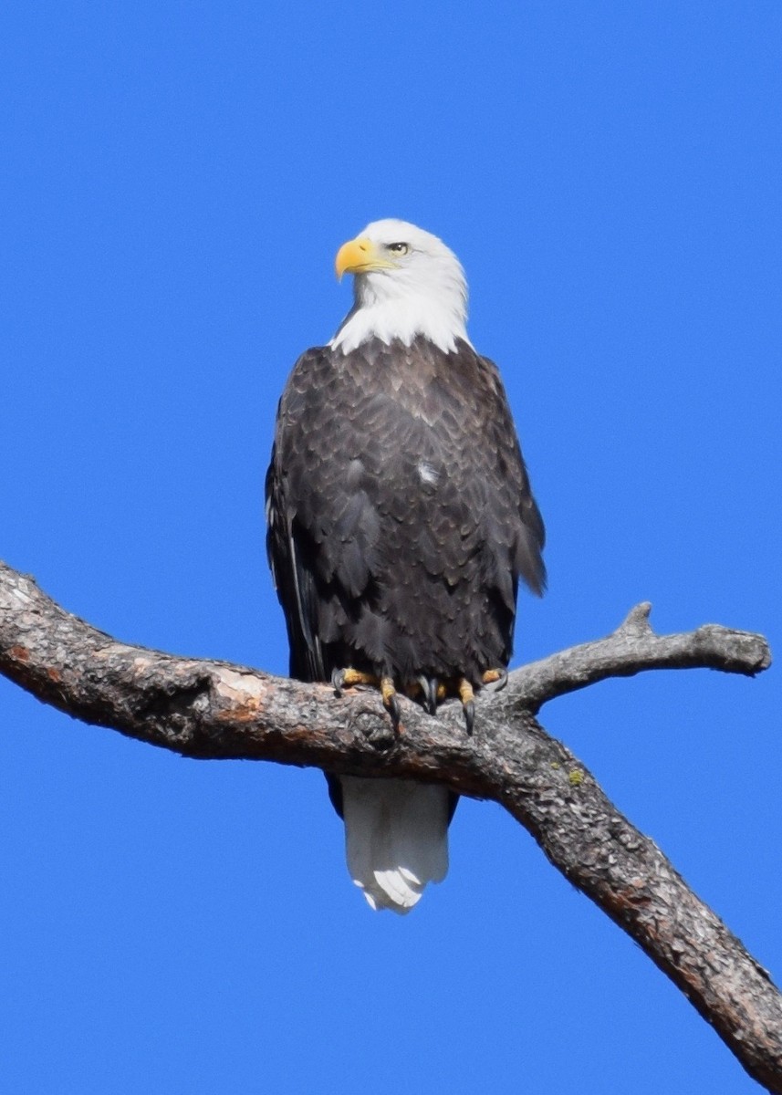 Weißkopf-Seeadler - ML270627661