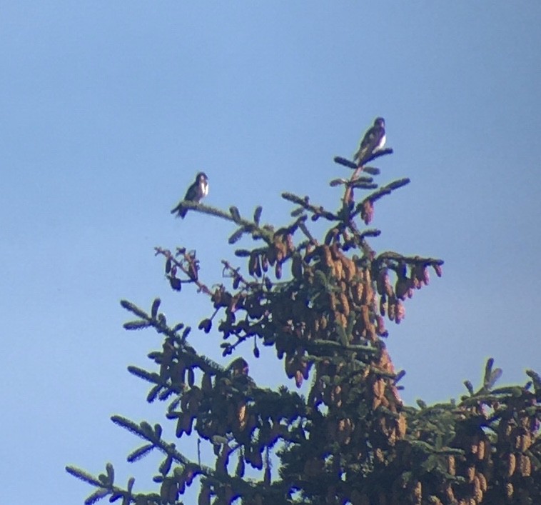 Purple Martin - Ben Lagasse