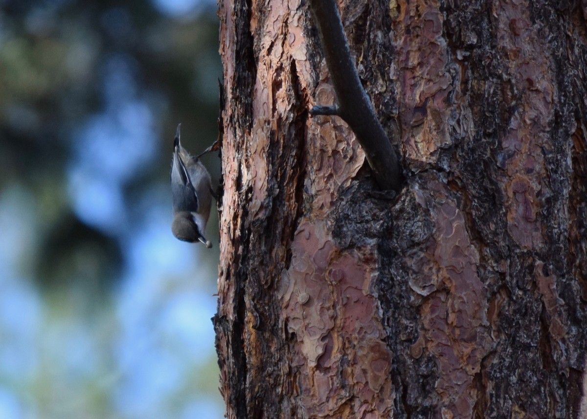 Pygmy Nuthatch - ML270627761