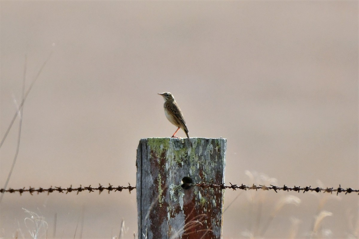 Bisbita Neozelandés (grupo australis) - ML270628331