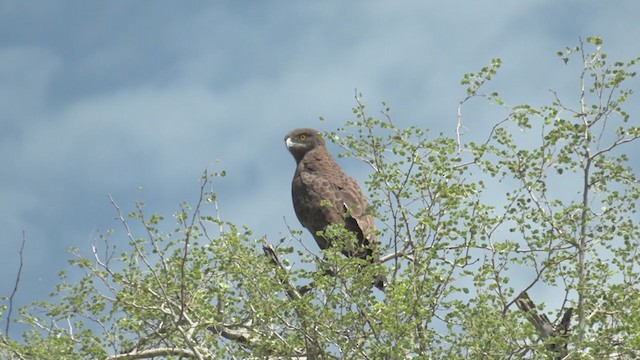 Brown Snake-Eagle - ML270628411