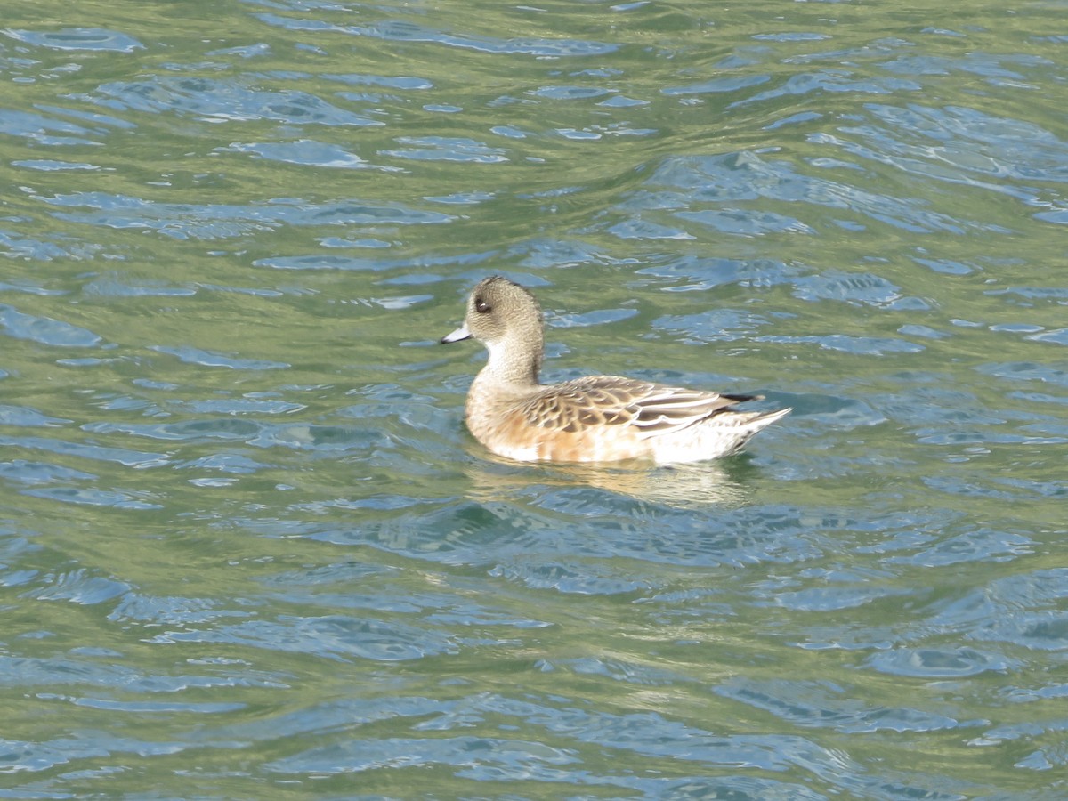 American Wigeon - Blaire Smith