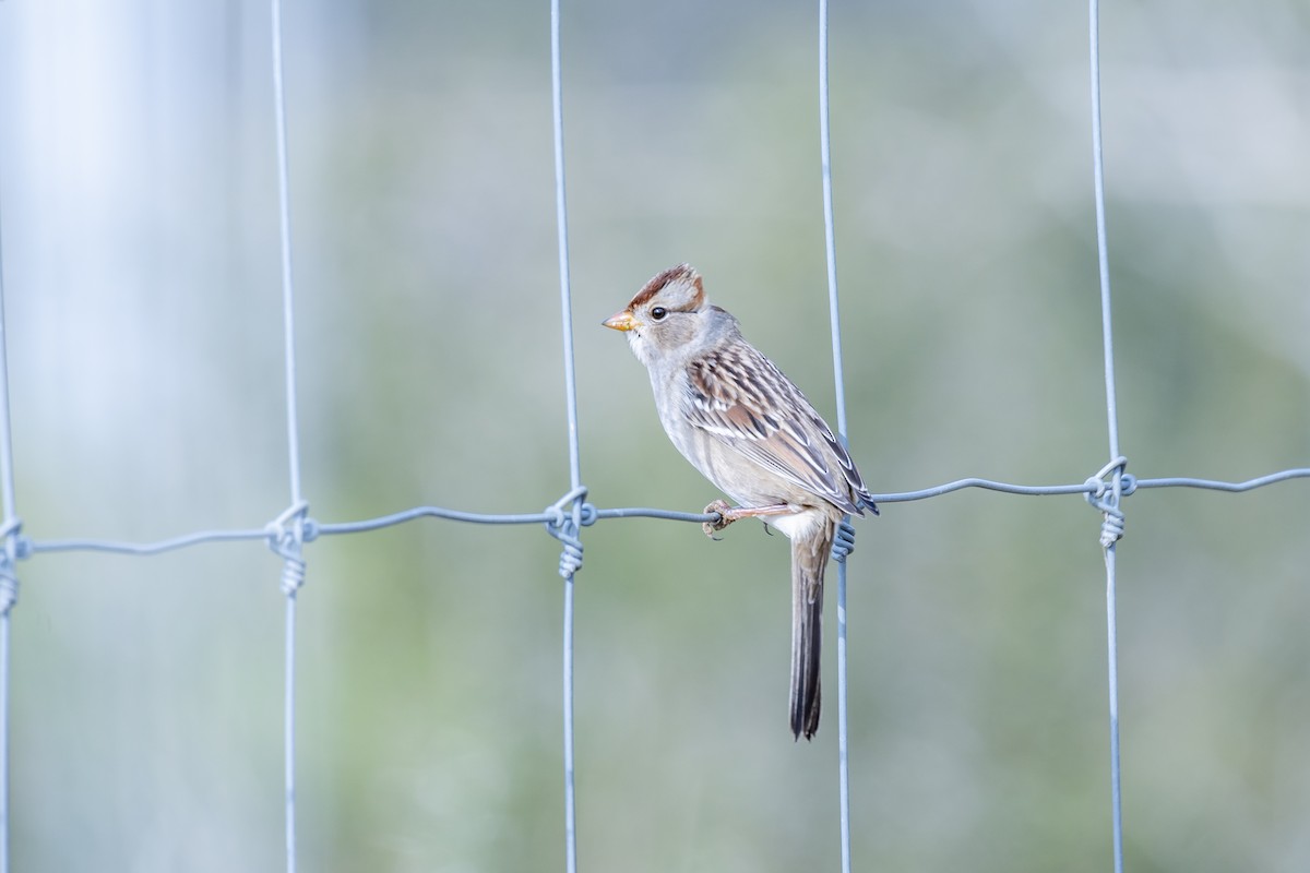 White-crowned Sparrow - ML270628801