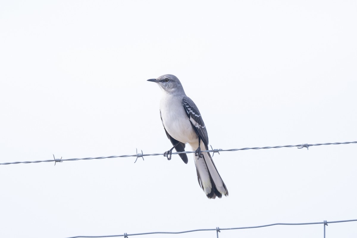 Northern Mockingbird - ML270628841