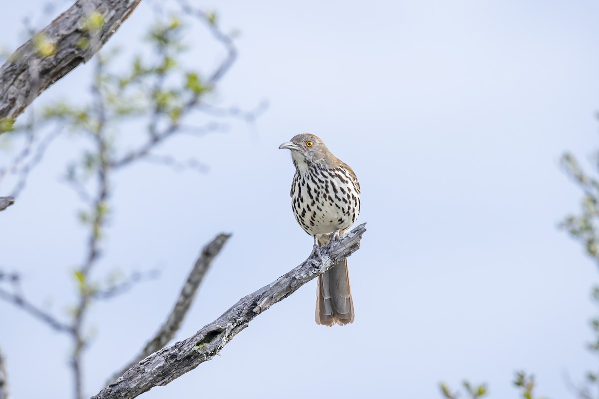 Long-billed Thrasher - ML270628931