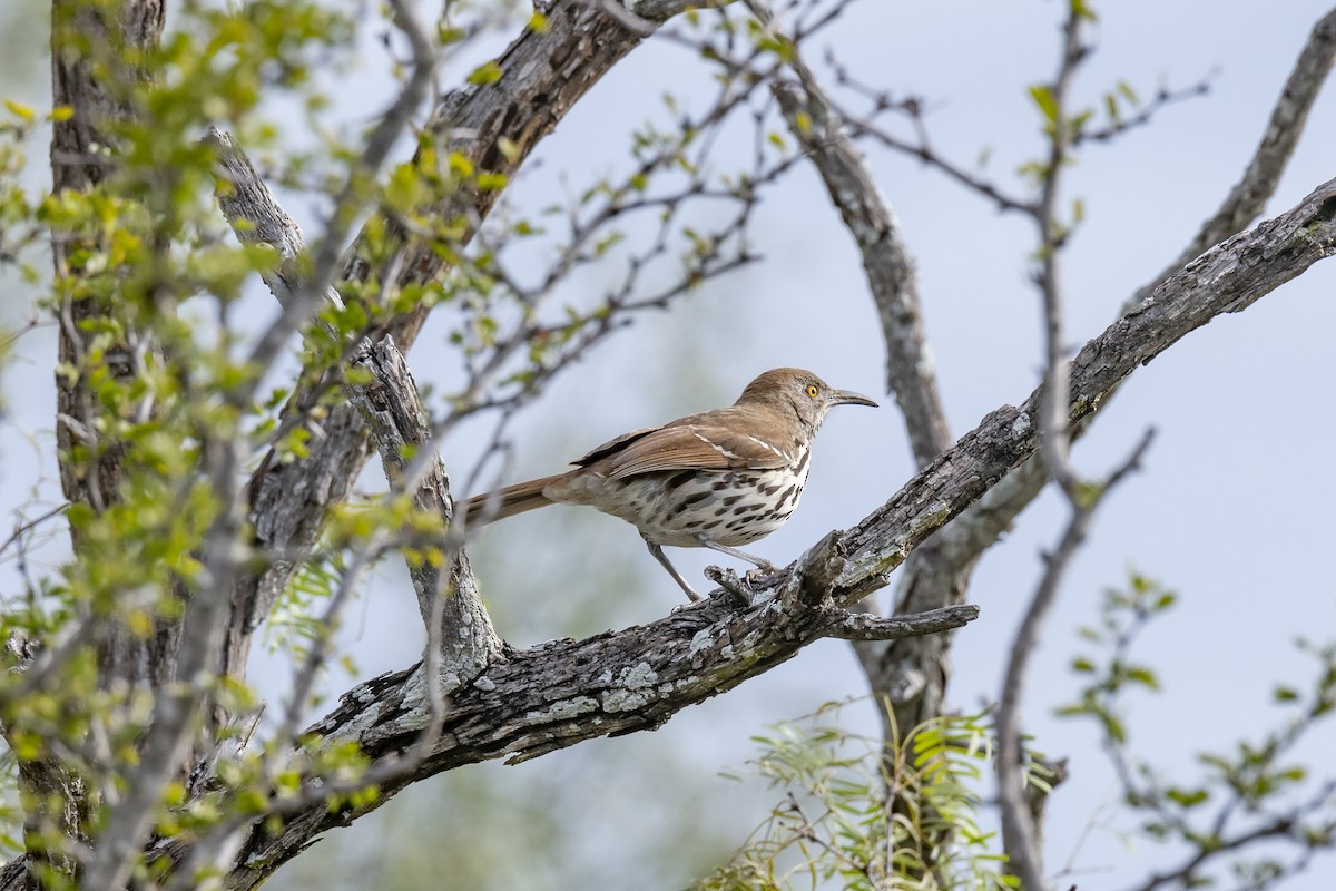 Long-billed Thrasher - ML270628961