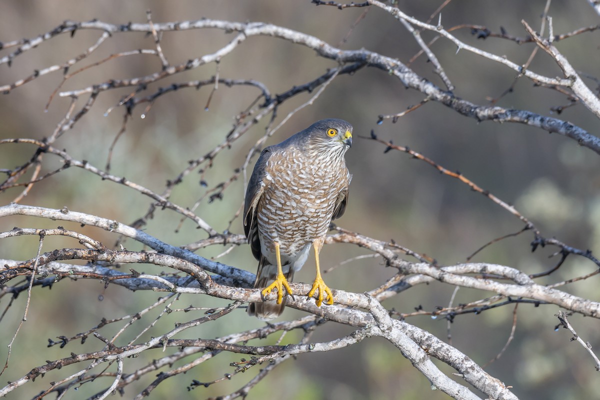 Sharp-shinned Hawk - ML270629191