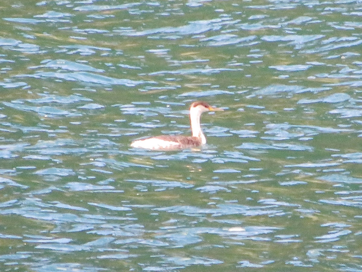 Red-necked Grebe - ML270630531