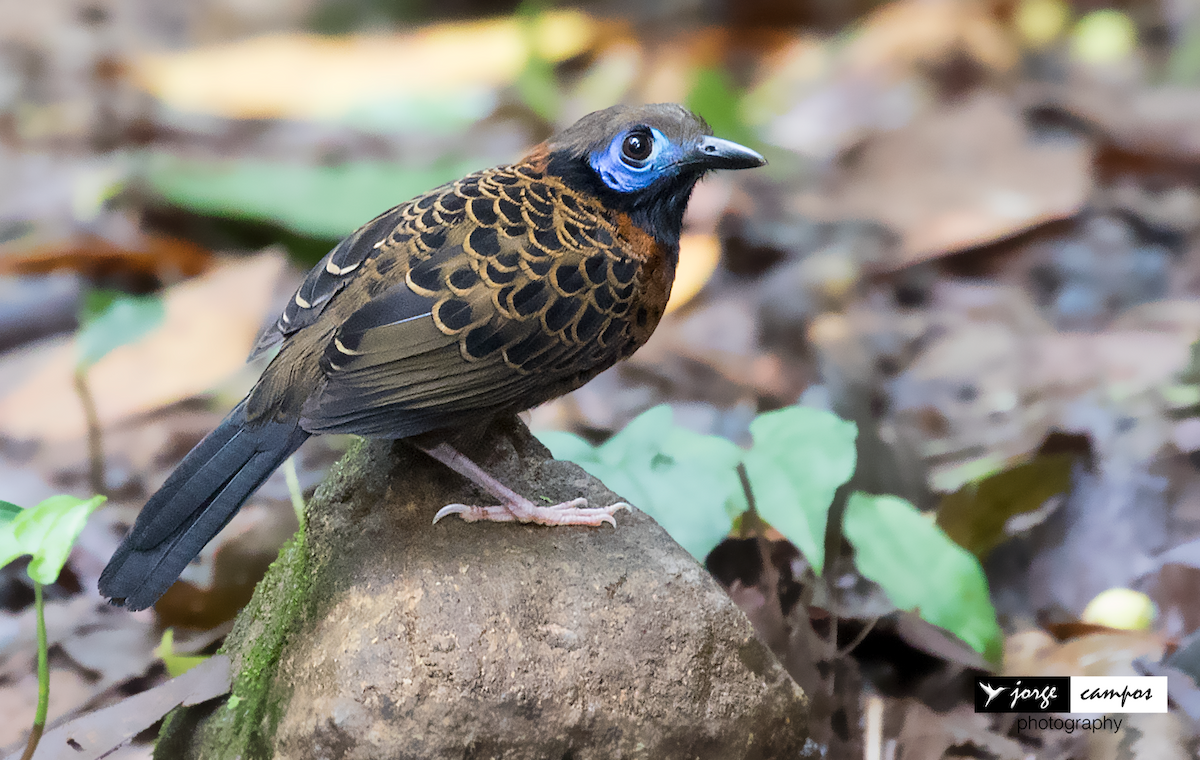 Ocellated Antbird - Jorge Gabriel Campos