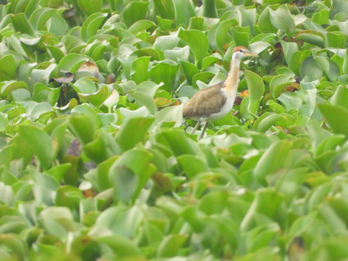 Bronze-winged Jacana - Madhu Chandran