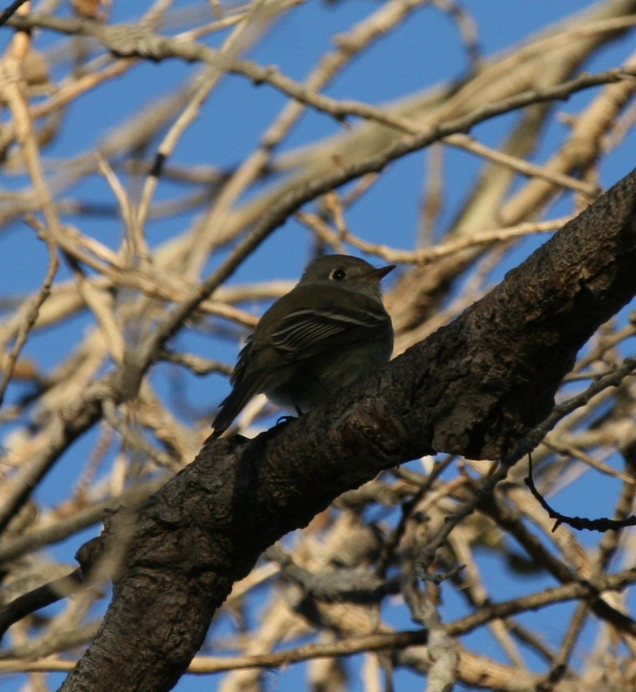 Hammond's Flycatcher - ML270632081