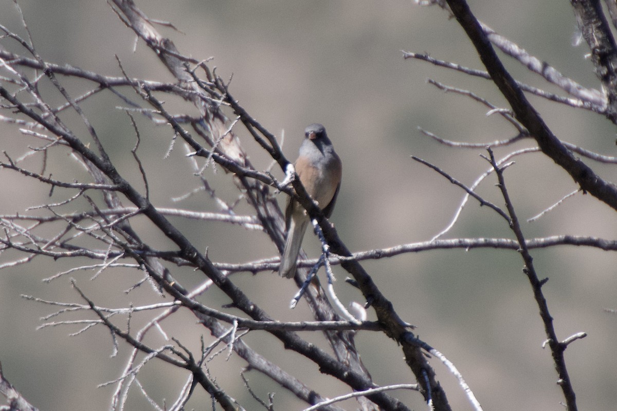 Dark-eyed Junco (Pink-sided) - ML270632651