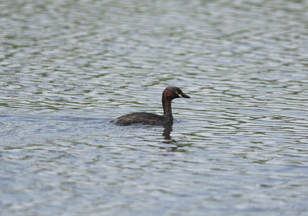 Little Grebe - Rajesh Radhakrishnan