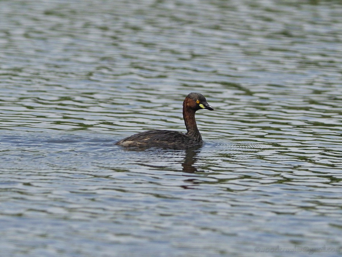 Little Grebe - Rajesh Radhakrishnan