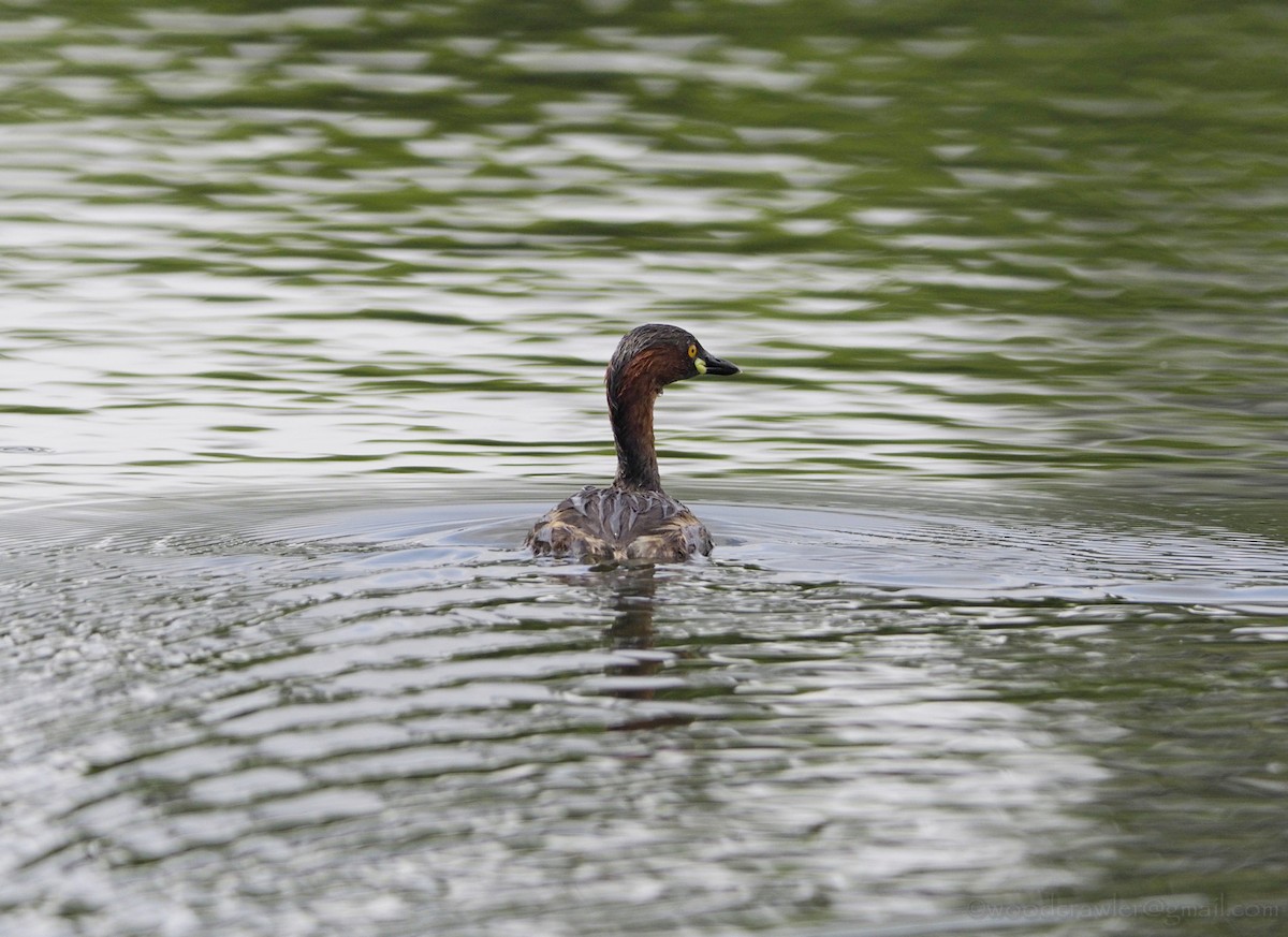 Little Grebe - Rajesh Radhakrishnan