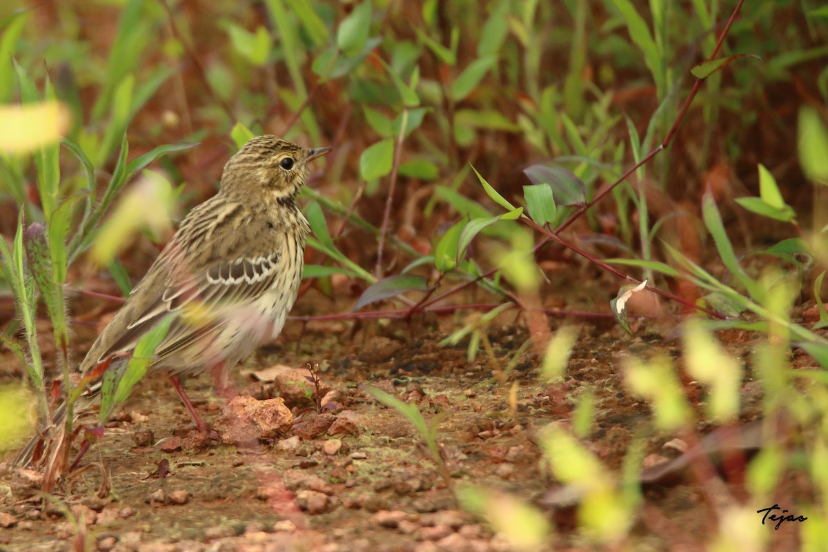 Tree Pipit - ML270634591