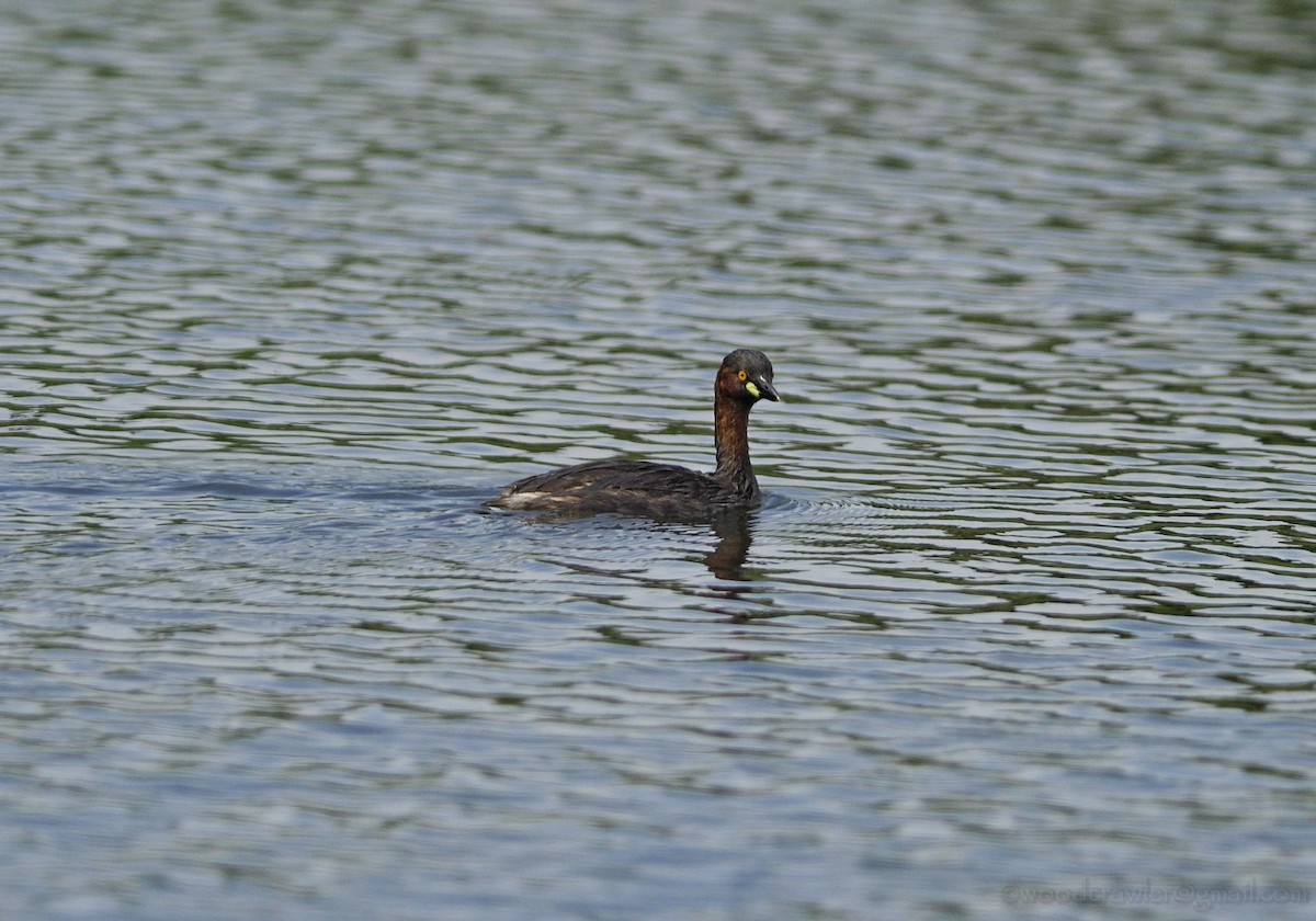 Little Grebe - Rajesh Radhakrishnan