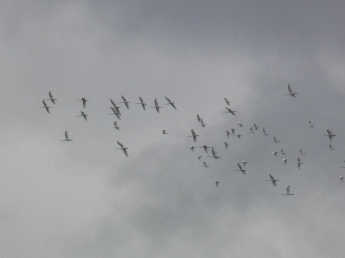 Eurasian Spoonbill - ML270635451