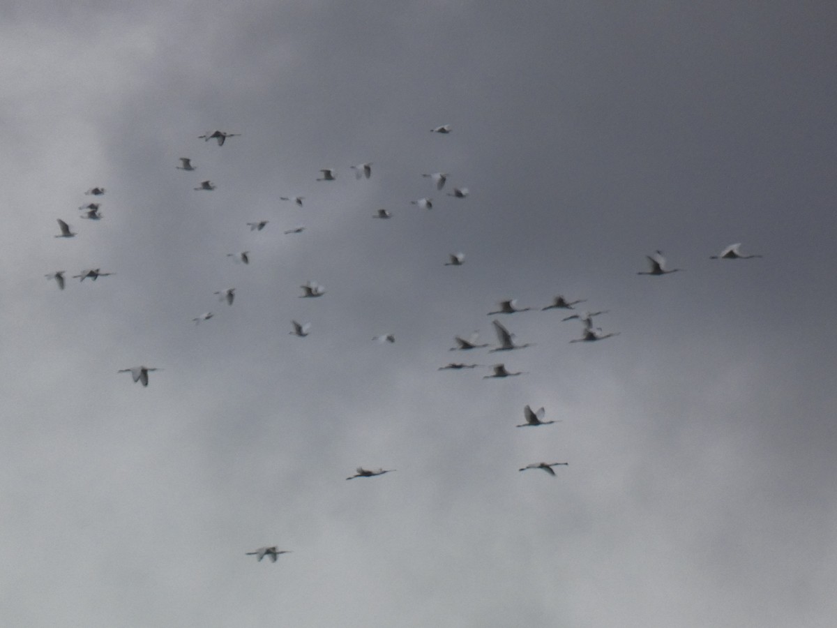 Eurasian Spoonbill - ML270635481