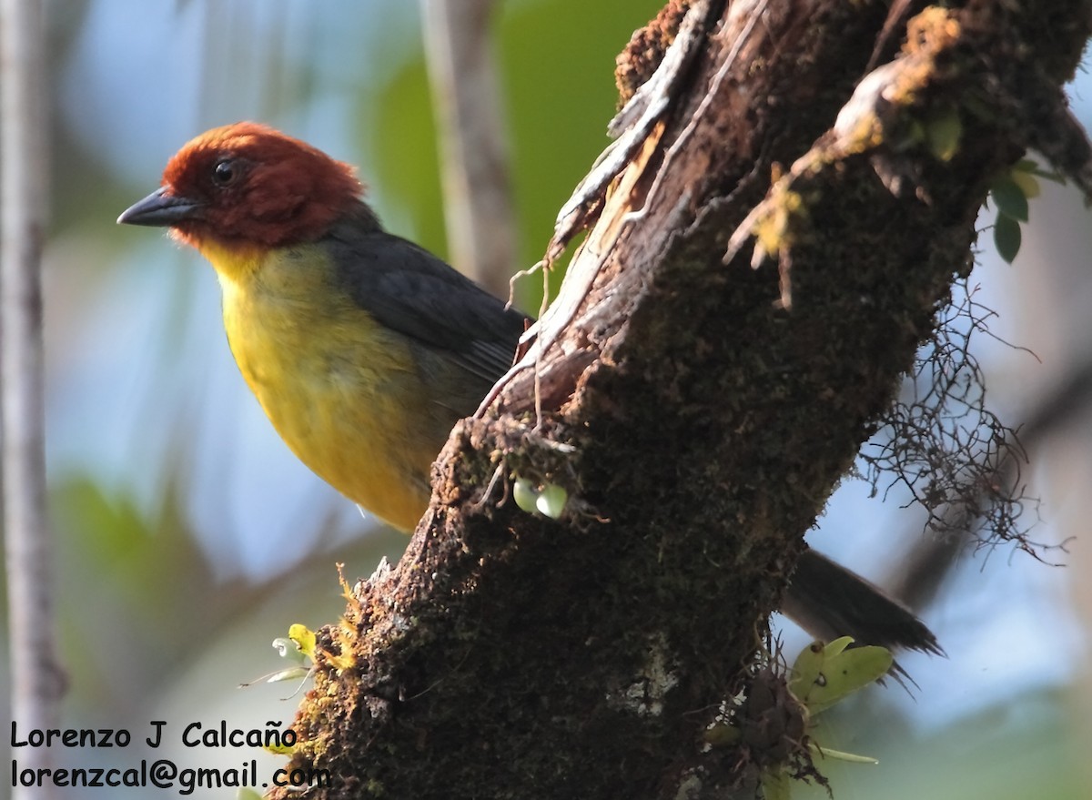 Tepui Brushfinch - ML270638781