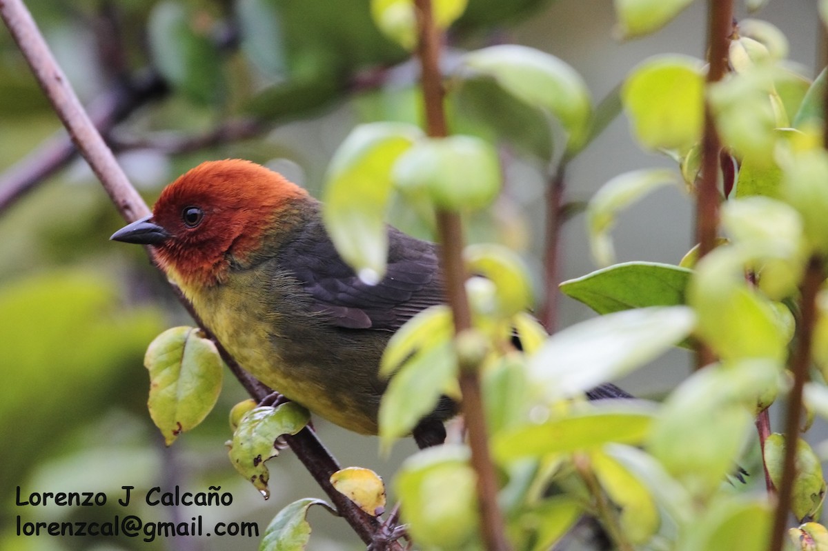 Tepui Brushfinch - ML270639601