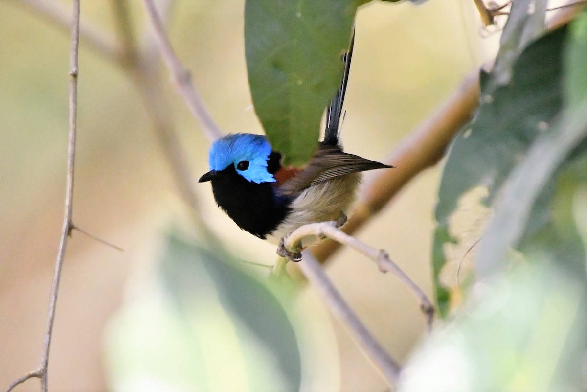 Variegated Fairywren - ML270640811