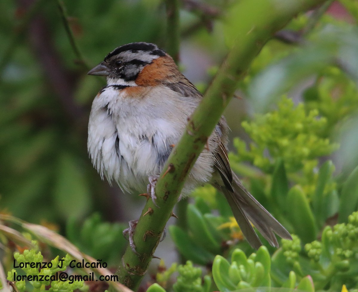 Rufous-collared Sparrow - ML270640841