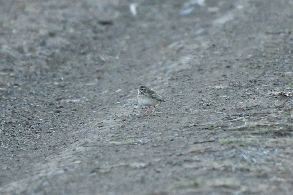 Australian Pipit - Sam Adams