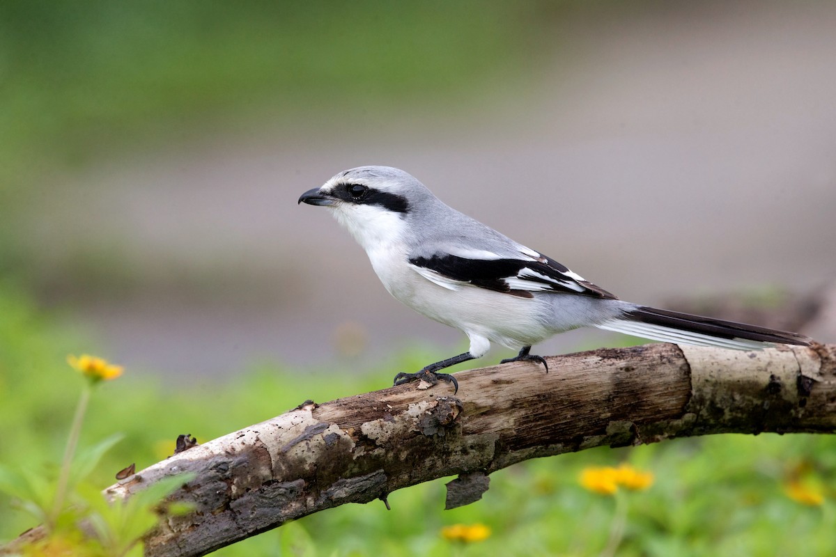 Chinese Gray Shrike - David Irving