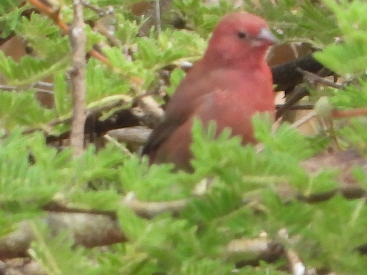 Red-billed Firefinch - ML270641701