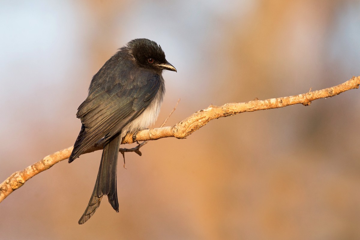 White-bellied Drongo - David Irving