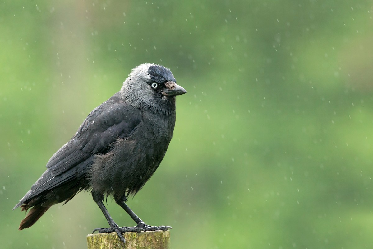 Eurasian Jackdaw - David Irving