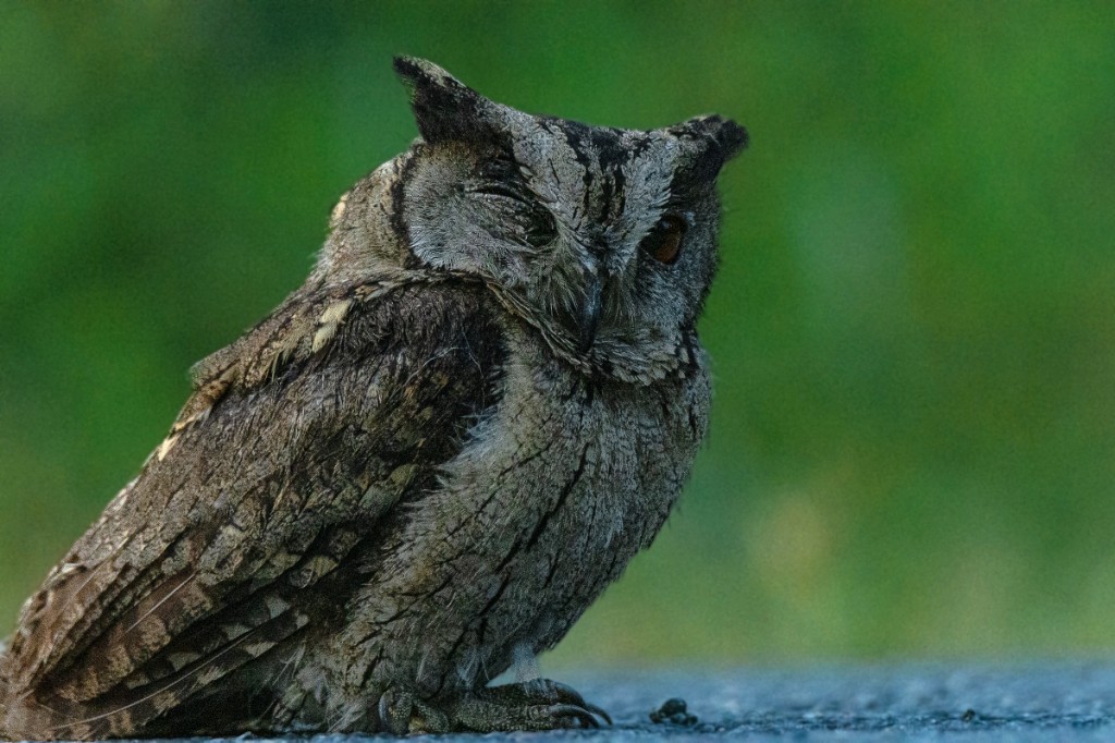 Indian Scops-Owl - SYAMALA RUPAKULA