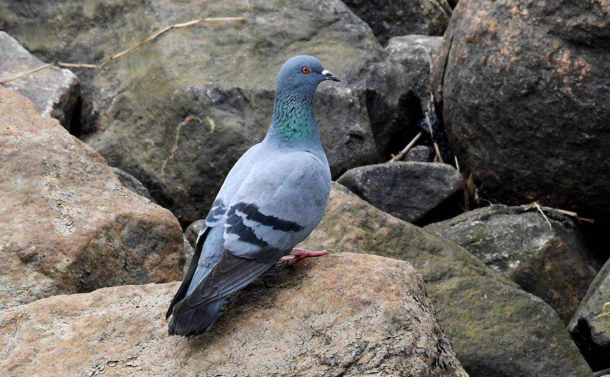 Rock Pigeon (Feral Pigeon) - mathew thekkethala