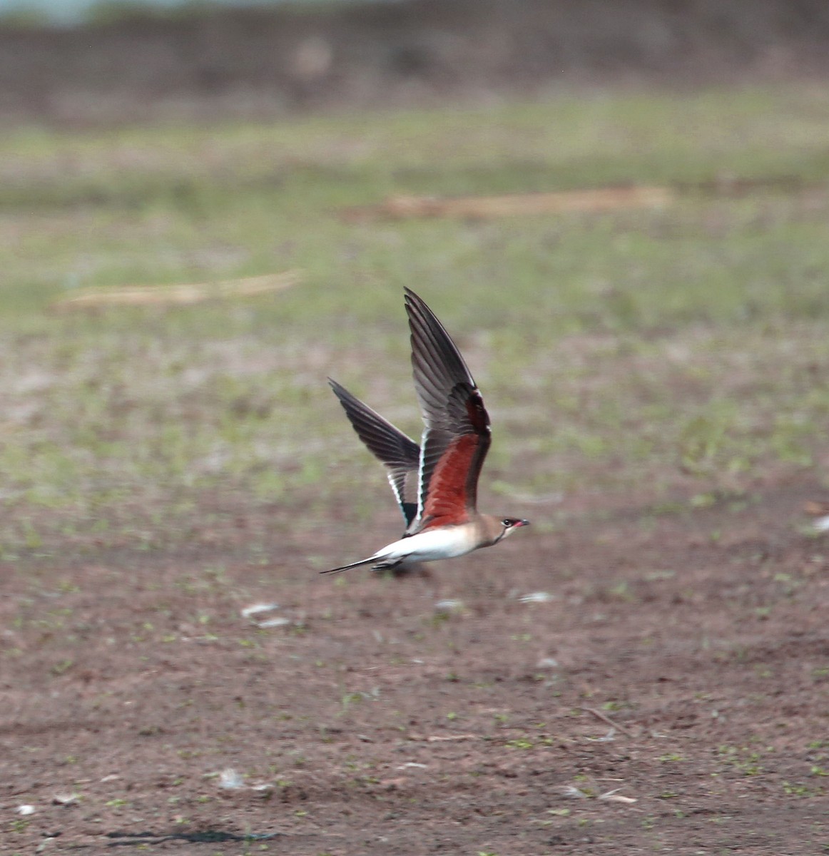 Collared Pratincole - ML270644491