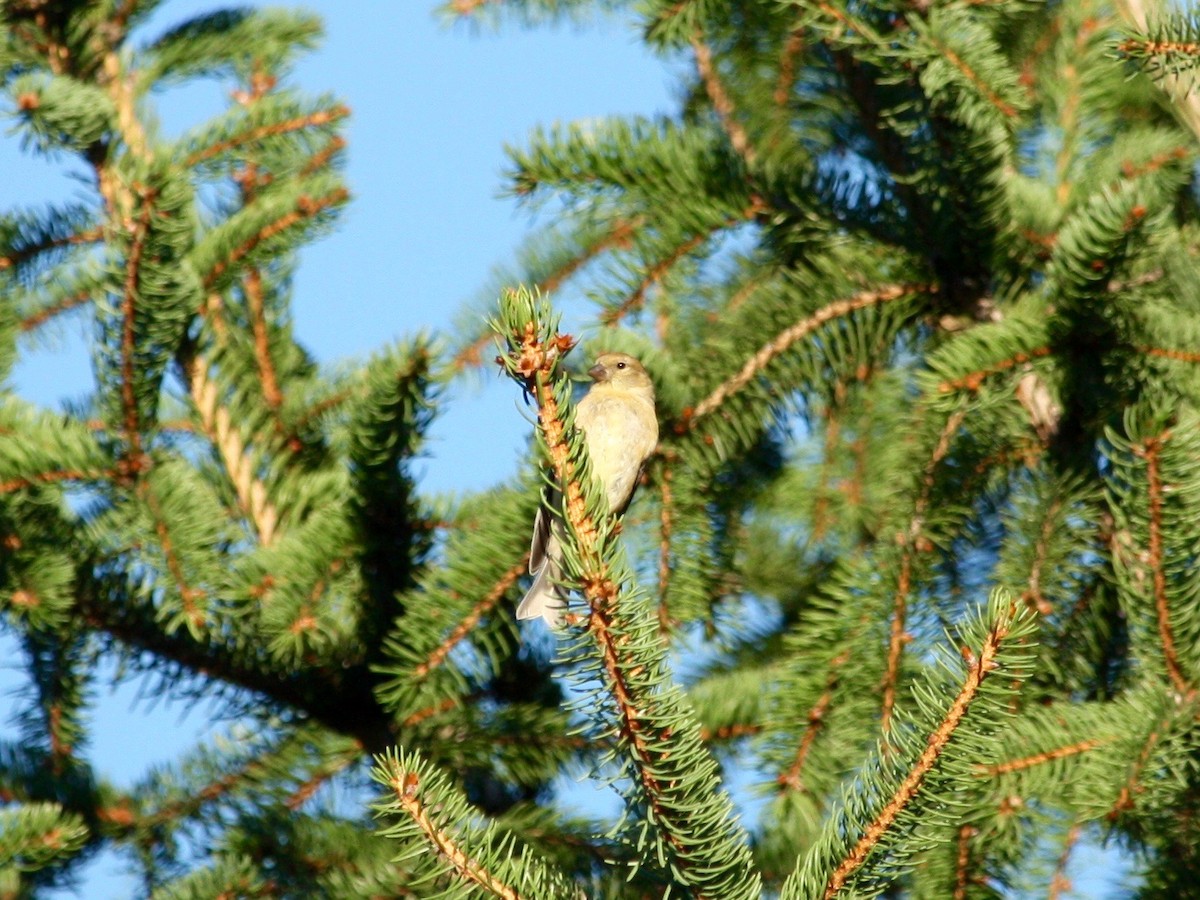 American Goldfinch - ML270646581