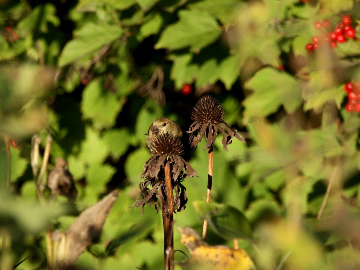 American Goldfinch - ML270646591