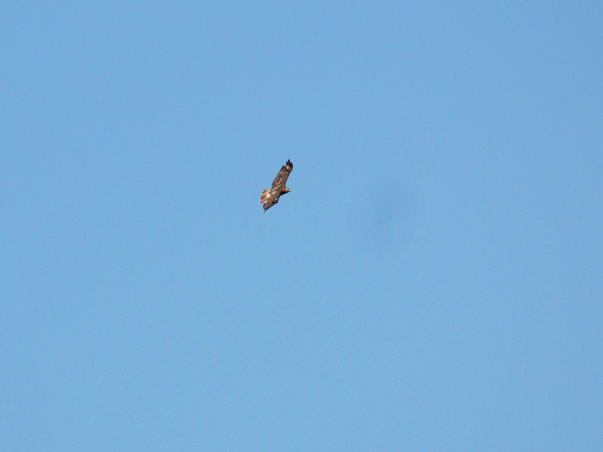 Red-tailed Hawk - ML270646611
