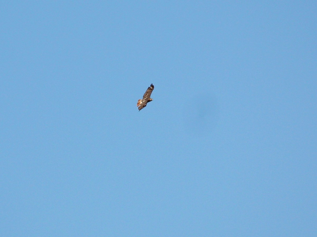Red-tailed Hawk - ML270646611
