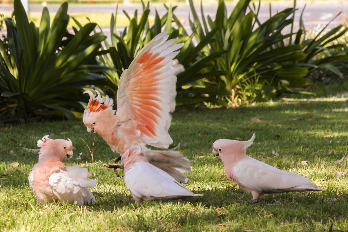 Pink Cockatoo - ML270647041