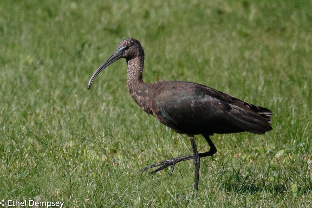 ibis hnědý - ML270647091