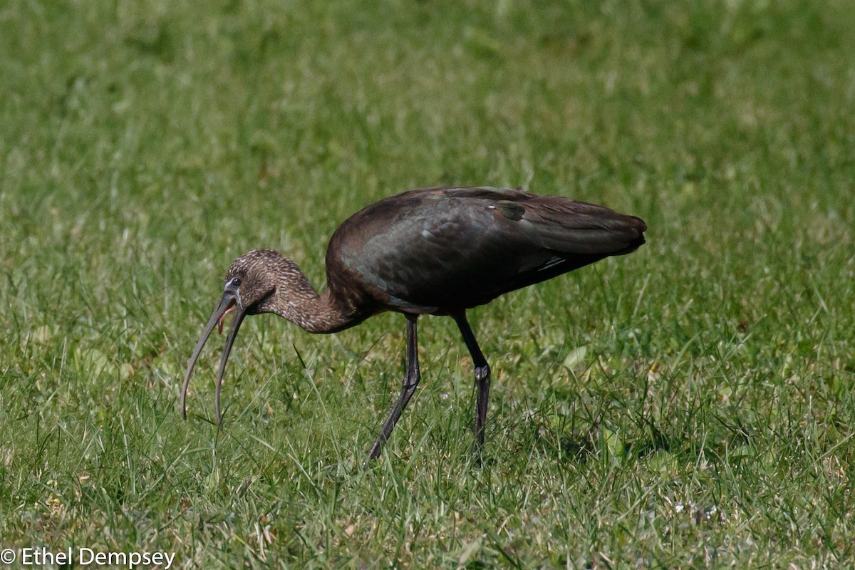 ibis hnědý - ML270647131