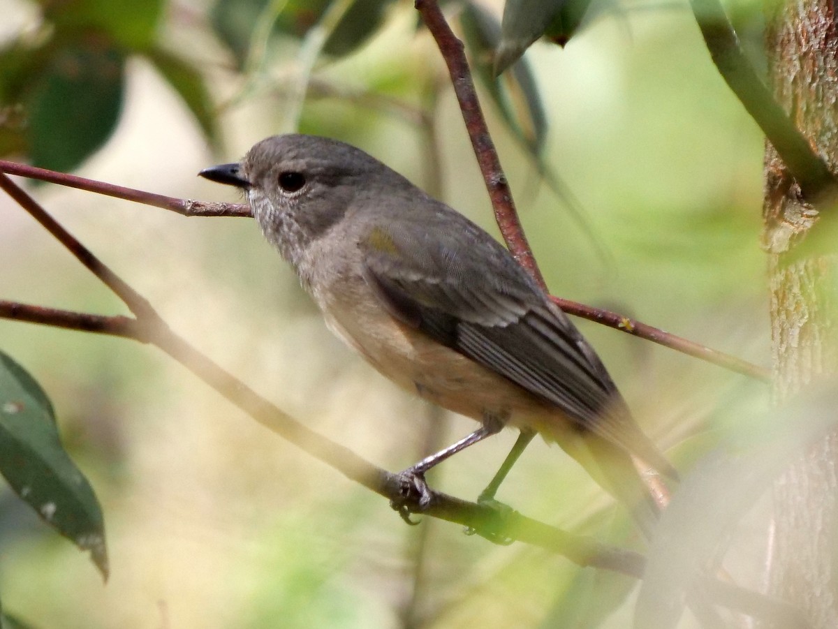 Golden Whistler (Western) - ML270652111