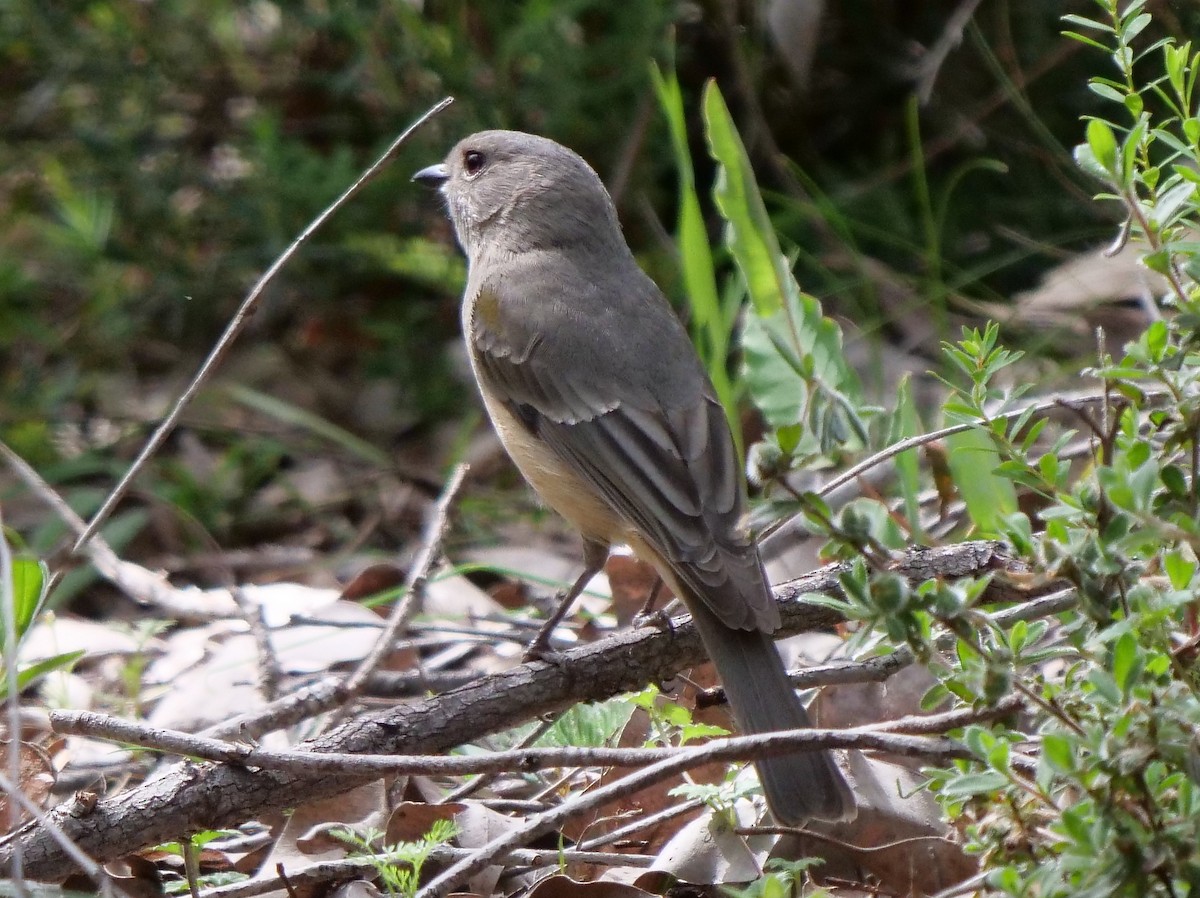 Golden Whistler (Western) - ML270652121